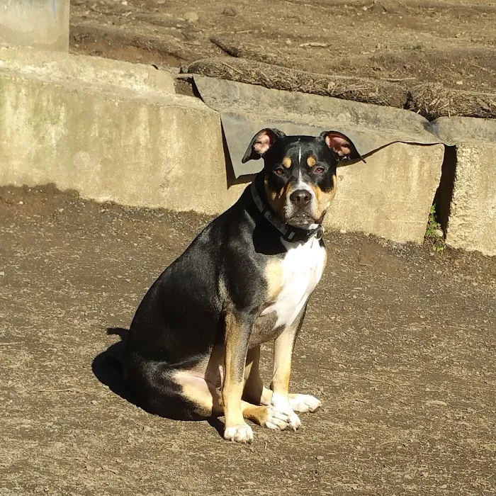 Mt Tabor Park Off-Leash Dog Area 3