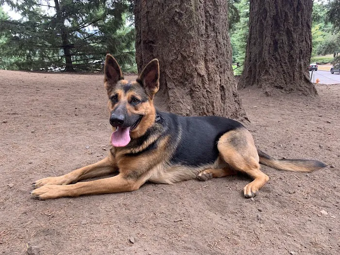 Mt Tabor Park Off-Leash Dog Area 2