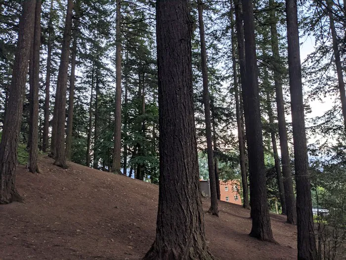 Mt Tabor Park Off-Leash Dog Area 5