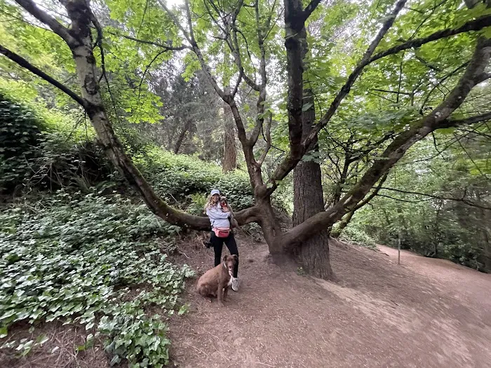 Mt Tabor Park Off-Leash Dog Area 8