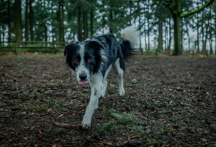 Alberta Unfenced Off-Leash Dog Park 3