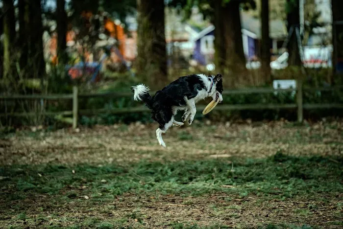 Alberta Unfenced Off-Leash Dog Park 1