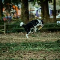 Alberta Unfenced Off-Leash Dog Park ico