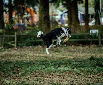 Alberta Unfenced Off-Leash Dog Park