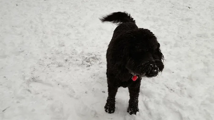 Off-Leash Dog Area 4