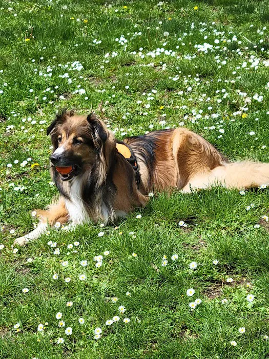 Off-Leash Dog Park 7