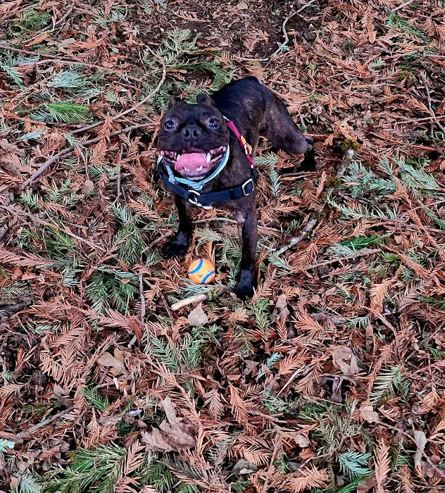 Off-Leash Dog Park 10