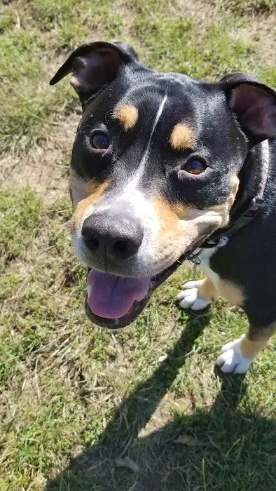 Off-Leash Dog Park 4