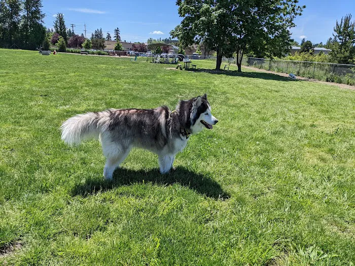 Potso Dog Park 7