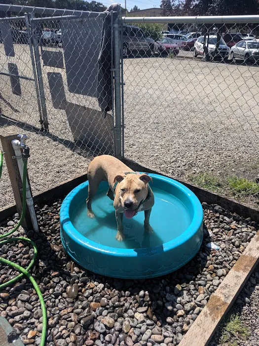 Potso Dog Park 6