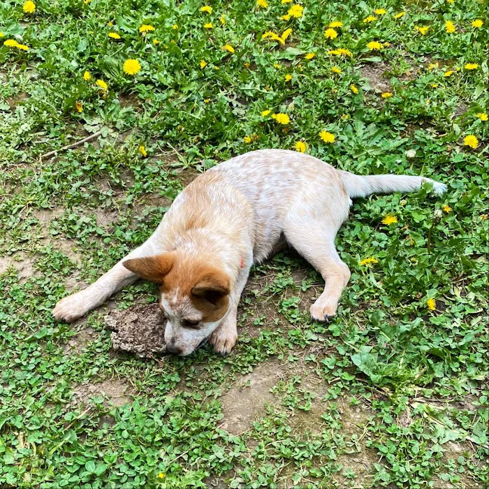 Potso Dog Park 1