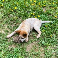 Potso Dog Park ico