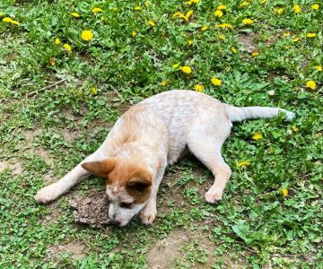 Potso Dog Park