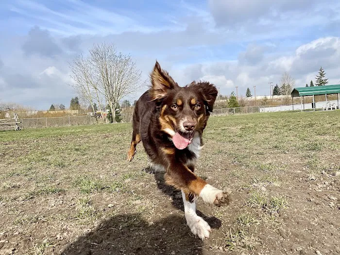 Potso Dog Park 9