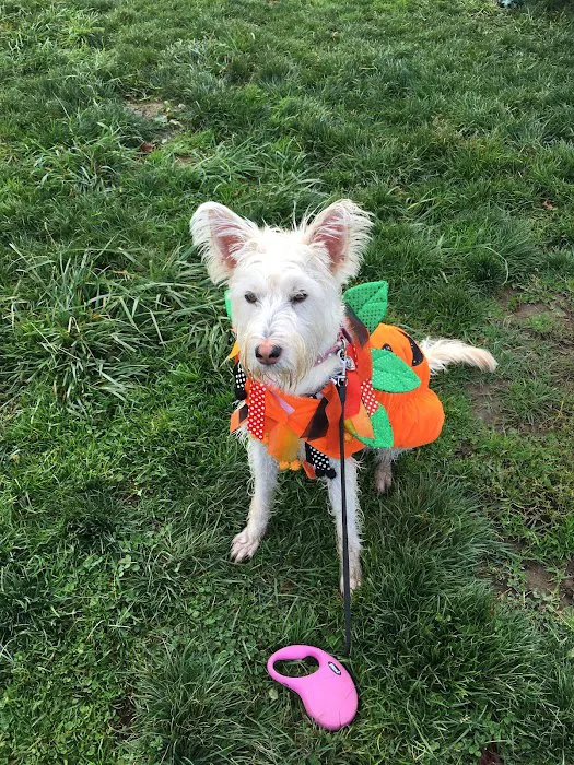 Potso Dog Park 4