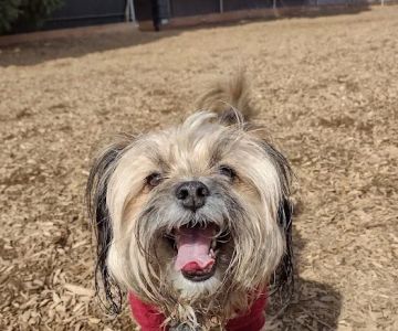 Ash Avenue Dog Park