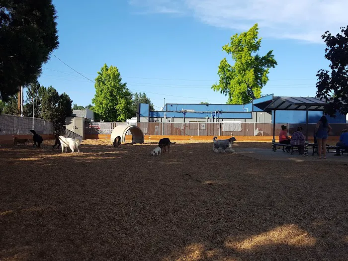 Ash Avenue Dog Park 4