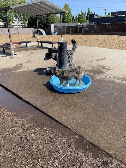 Ash Avenue Dog Park 10