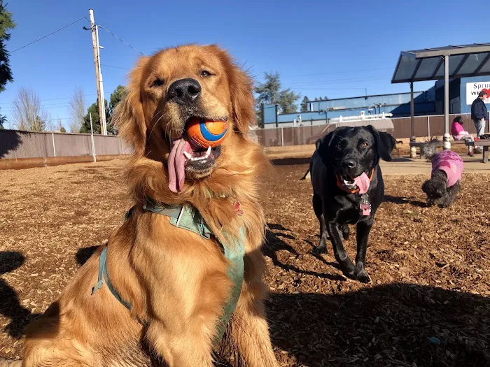 Ash Avenue Dog Park 6