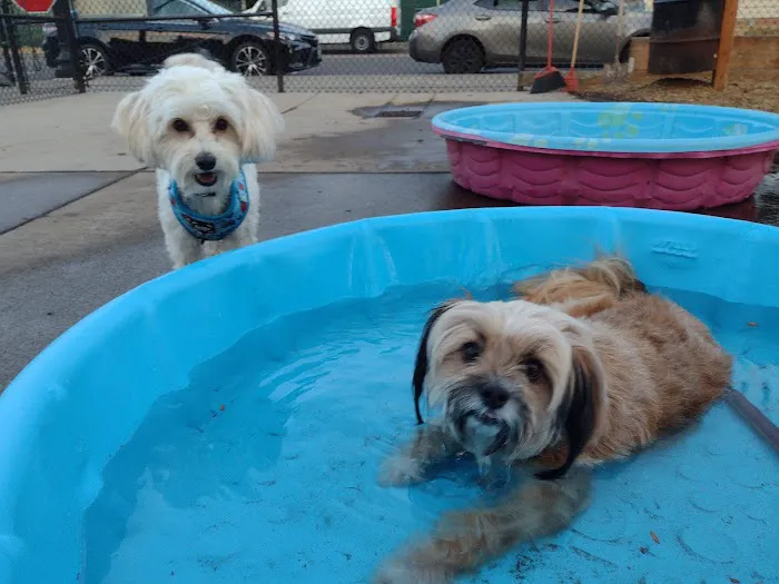 Ash Avenue Dog Park 2