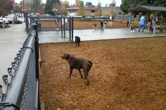 Ash Avenue Dog Park 8