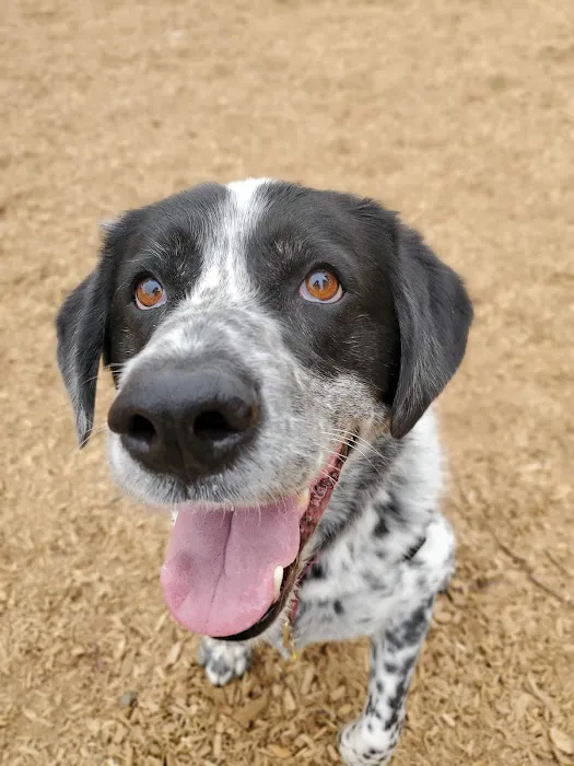 Ash Avenue Dog Park 7