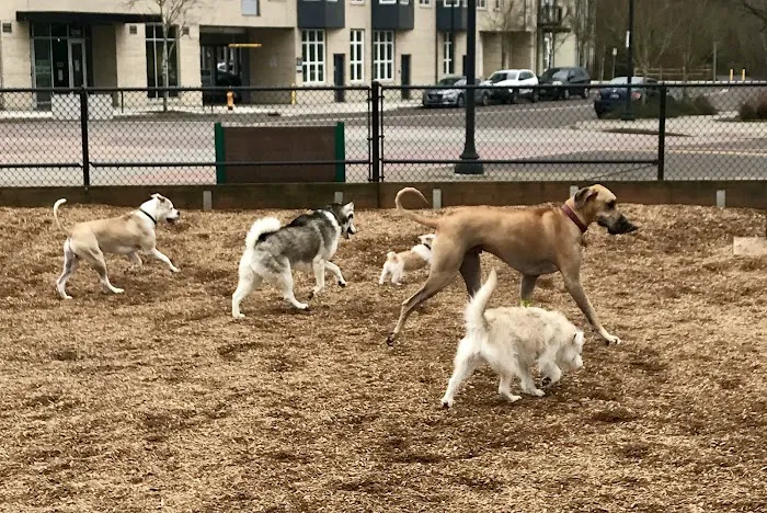 Ash Avenue Dog Park 3