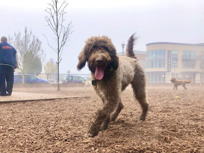 Ash Avenue Dog Park 9