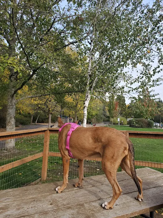 Waluga Dog Park 7