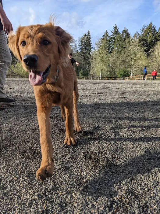 Waluga Dog Park 2