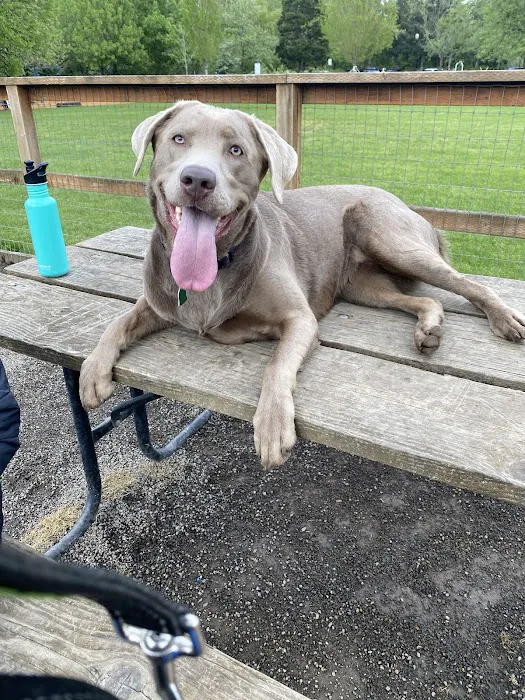 Waluga Dog Park 8