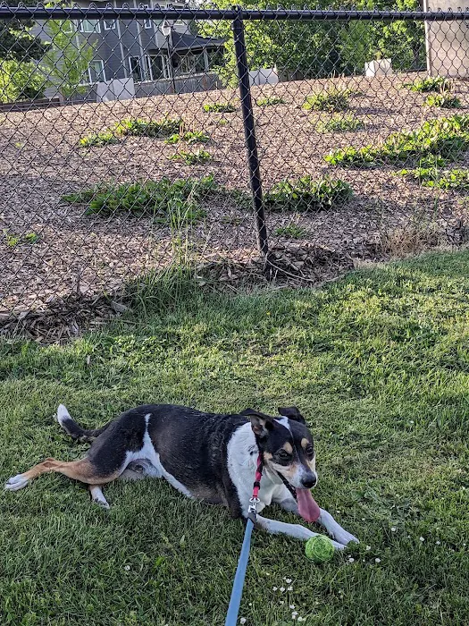 Dog Park 2