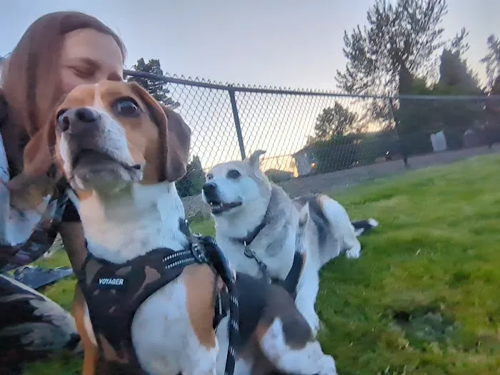 Dog Park 1