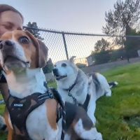 Dog Park ico