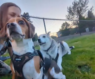 Dog Park