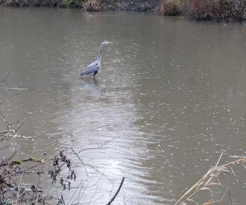 Summerlake Dog Park
