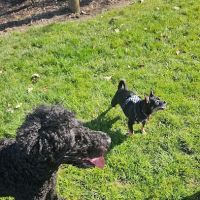 Fenced Off-Leash Dog Park ico