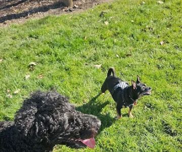Fenced Off-Leash Dog Park