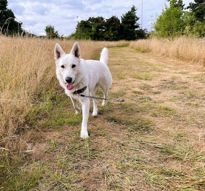 Hazelia Dog Park 7