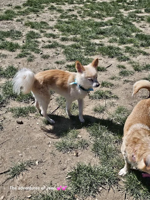 Hazelia Dog Park 4