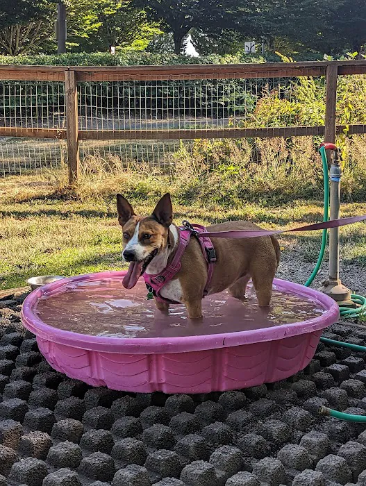 Hazelia Dog Park 10