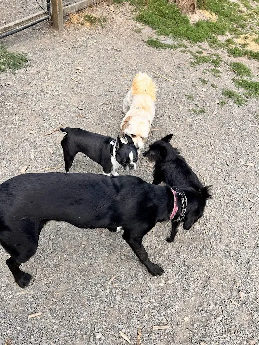 Hazelia Dog Park 8
