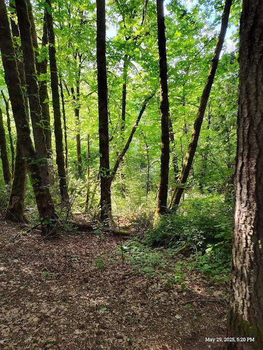 Durham Park Off Leash area 6