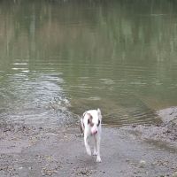 Durham Park Off Leash area ico