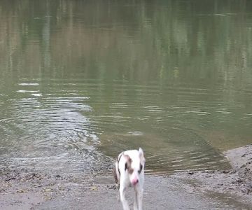 Durham Park Off Leash area