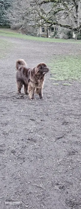 Fenced Off-Leash Dog Park 1