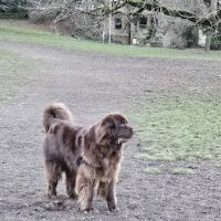 Fenced Off-Leash Dog Park ico