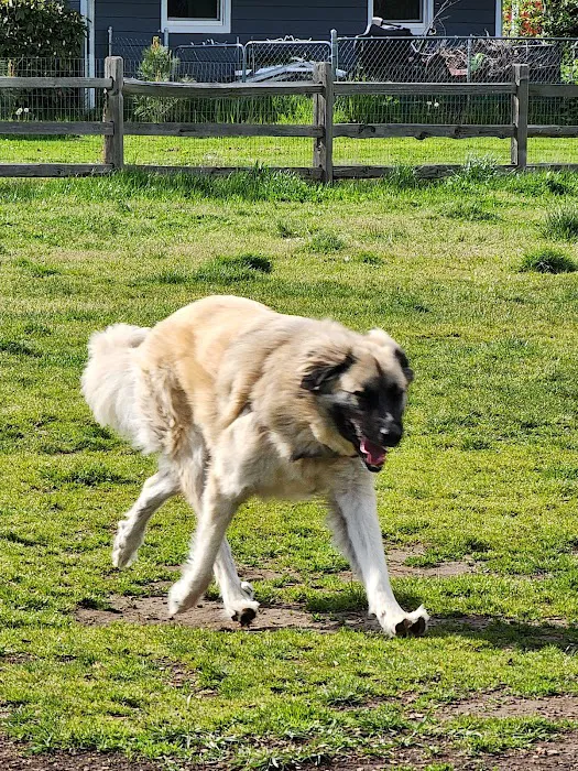 Fenced Off-Leash Dog Park 7