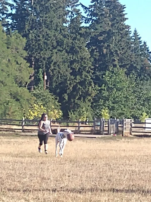 Fenced Off-Leash Dog Park 4
