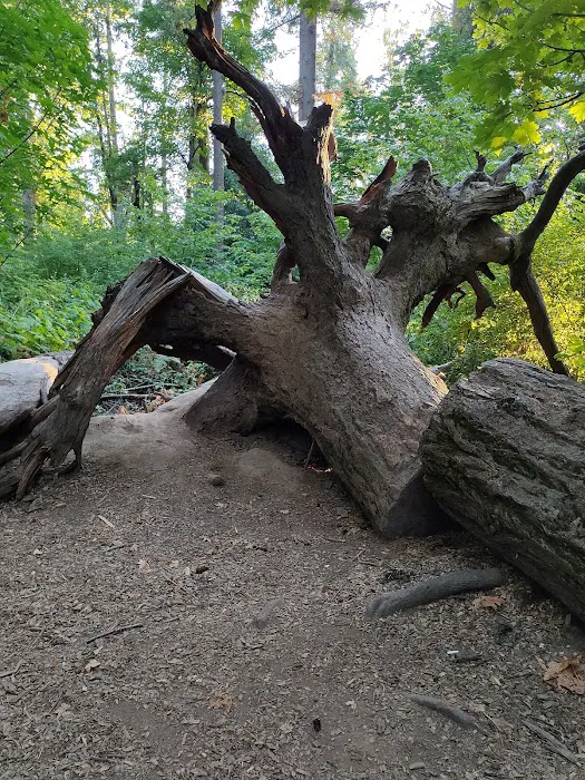 Off-Leash Dog Park 7